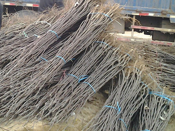 梨樹(shù)苗