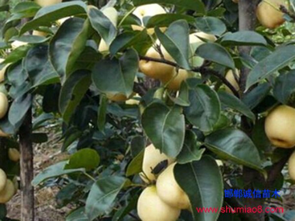 邯鄲梨樹(shù)苗