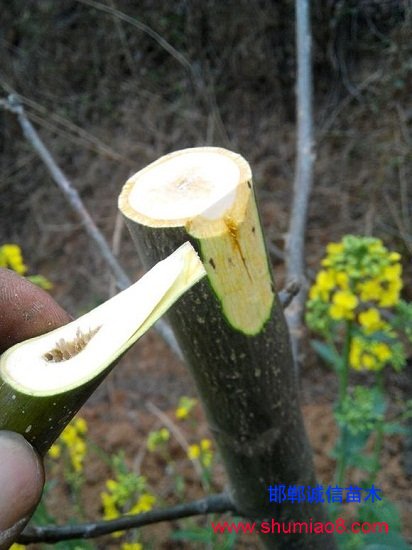 核桃的大樹(shù)枝接換頭嫁接技術(shù)