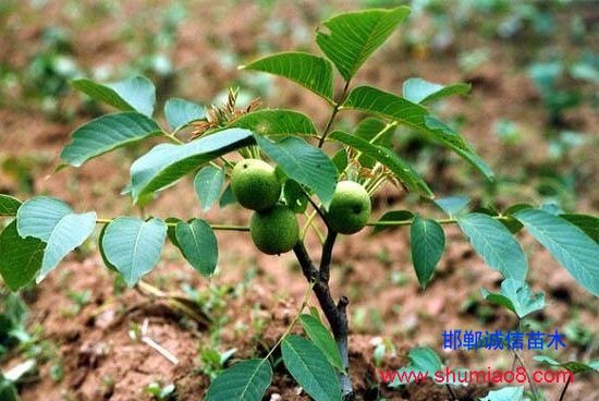 嫁接成活的核桃樹(shù)