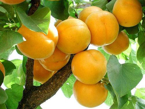 金太陽(yáng)果樹(shù)苗